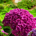IMGP7934