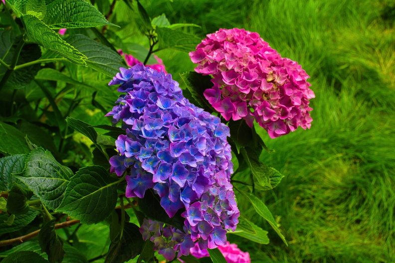 IMGP7935.jpg