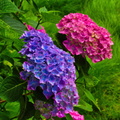IMGP7935